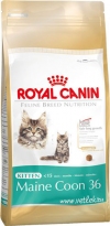 ���� ����� ���� ��� ����� ���� ����� �� 3 �� 15 ������� (499040 Kitten Maine Coon 36), ��. 4 ��